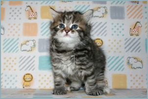 Female Siberian Kitten from Deedlebug Siberians